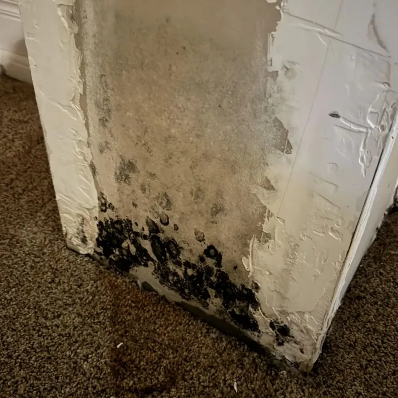 Professional Mold Removal in Bray, OK